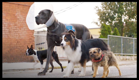 INTERVIEW: All Dogs Go To Hollywood With "Strays" 15 Strays1 border 460