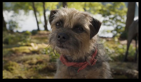 INTERVIEW: All Dogs Go To Hollywood With "Strays" 16 Strays2 460